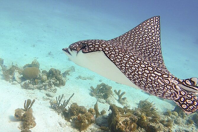 4-hour-private-catamaran-sail-and-snorkel-from-grace-bay-beach-providenciales
