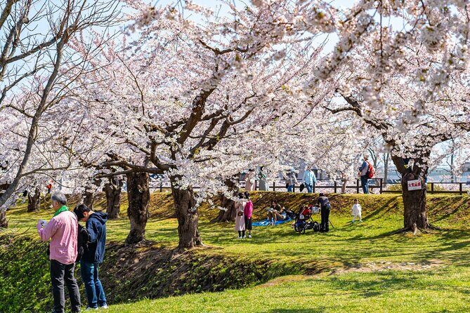 4 Hour Private Cherry Blossom "Sakura" Experience in Nagasaki - Who Should Consider This Tour?
