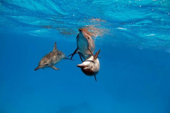 4-Hour Private Speedboat to See Dolphins from Hurghada - Key Points