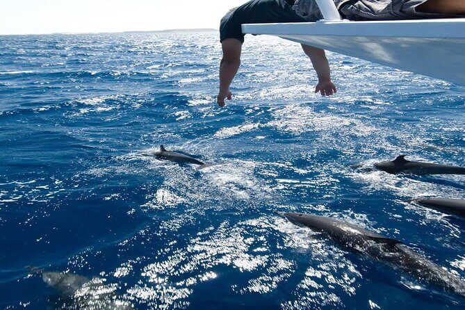 4-Hour Private Speedboat to See Dolphins from Hurghada - Practical Considerations
