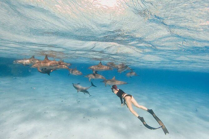 4-Hour Private Speedboat to See Dolphins from Hurghada - FAQ