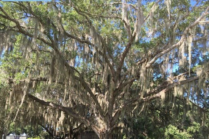 4-hour-swamp-buggy-adventure-tour-in-florida