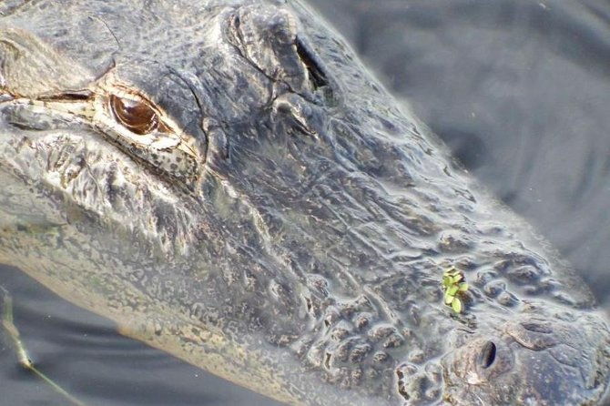 4-hour-swamp-buggy-adventure-tour-in-florida