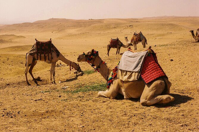 4 Hours Evening Desert Safari Camel Ride Sand Boarding - FAQ: Your Desert Safari Questions Answered