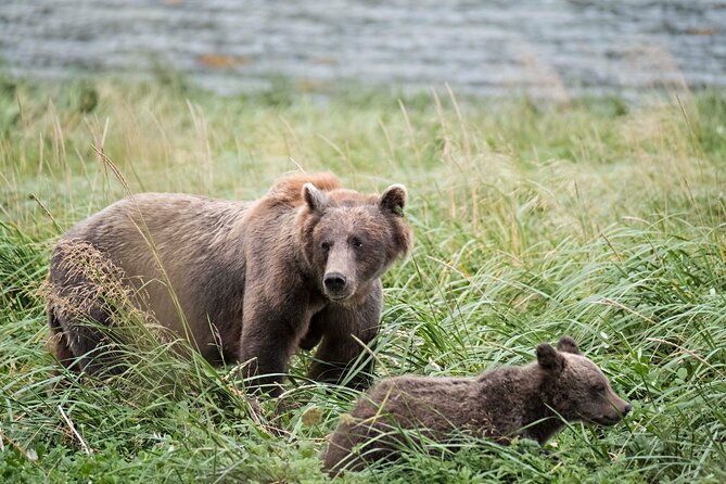 4-hours-haines-chilkoot-wilderness-and-wildlife-tour