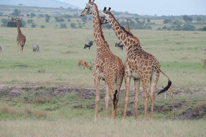 4 hours Nairobi National Park - Final Thoughts