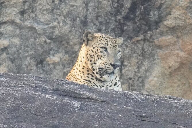 4 Hours Private Yala Safari Day Tour - Introduction to the Safari Experience