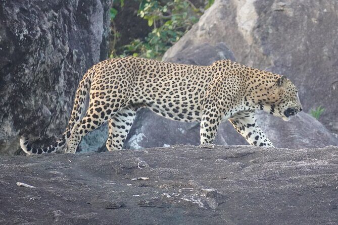 4 Hours Private Yala Safari Day Tour - Practical Details and What to Expect