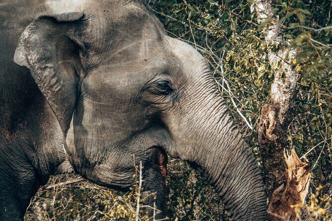 4 Hours Private Yala Safari Day Tour - Summary: Is It Worth It?