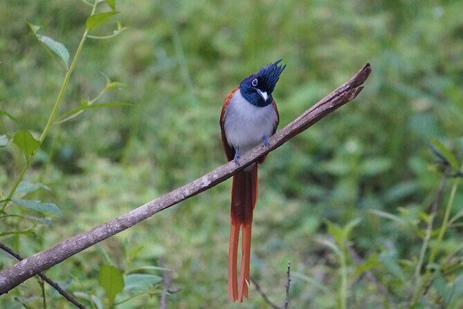 4 Hours Private Yala Safari Day Tour - Who Should Consider This Tour?