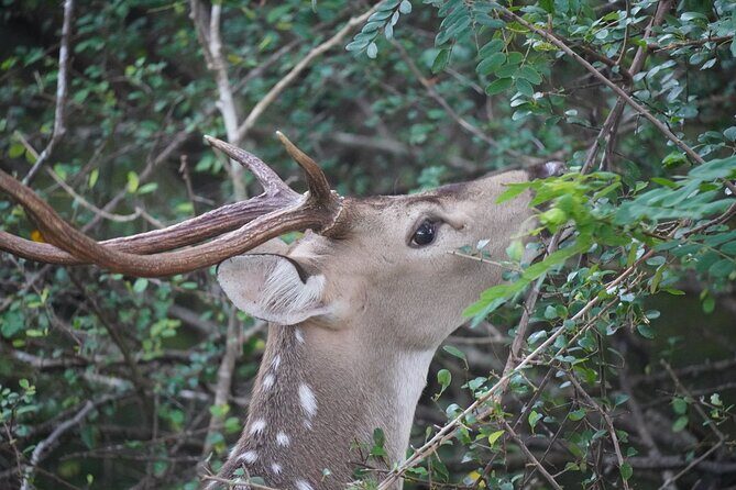 4 Hours Private Yala Safari Day Tour - FAQ: Practical Questions About the Yala Safari Tour