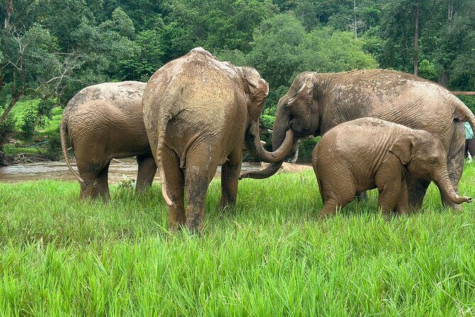 4 in 1 Elephants Long Neck Rafting and Sticky Waterfall Tour - A Complete Look at the 4 in 1 Elephants, Long Neck, Rafting, and Sticky Waterfall Tour in Chiang Mai