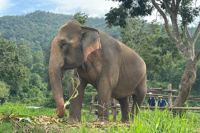 4 in 1 Elephants Long Neck Rafting and Sticky Waterfall Tour - Key Points