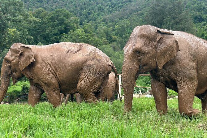 4 in 1 Elephants Long Neck Rafting and Sticky Waterfall Tour - The Value of This Tour