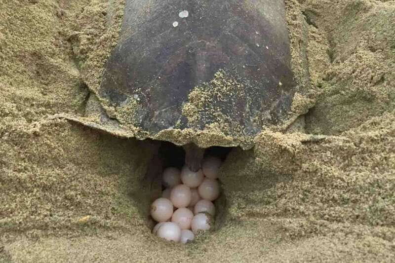 4-in-1 Tour - Mazunte, Cacao Factory & Turtle Spawn/Release - What the Tour Includes and How It Works