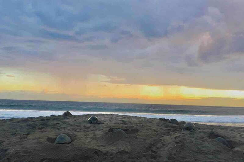 4-in-1 Tour - Mazunte, Cacao Factory & Turtle Spawn/Release - The Value of This Tour