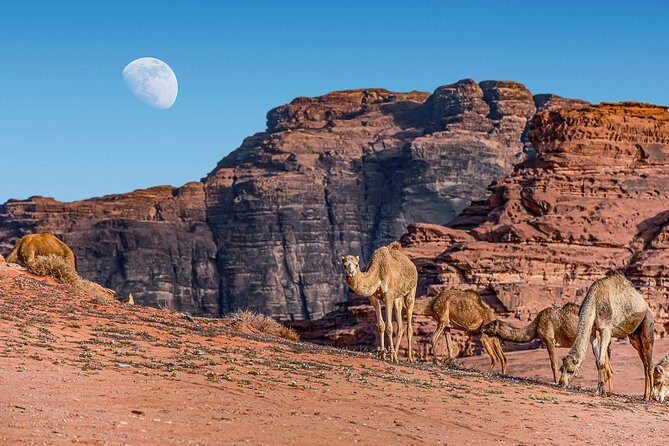 4-Night Jordan Wonders Amman Hotel:Petra,Wadi Rum,Aqaba& Dead Sea - Who Is This Tour Best Suited For?