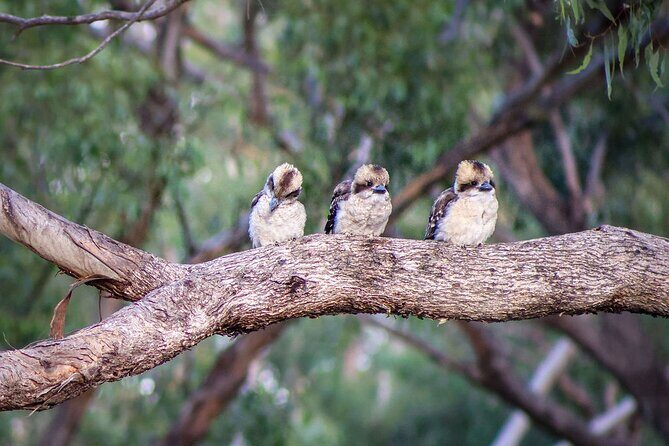 4 Night Murray River Explorer - PS Emmylou - Practical Considerations