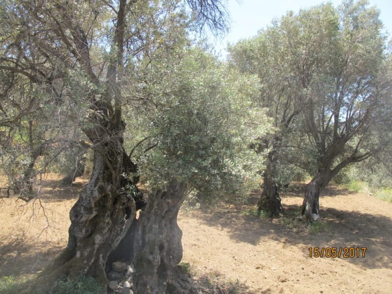 4 Senses Half Day tour : A journey in Naxian culture - Who Is This Tour Perfect For?