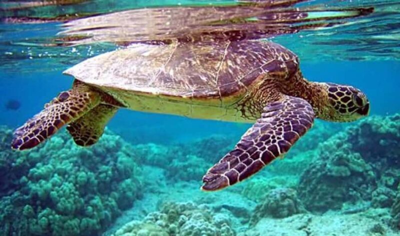 4 Spot Nusa Penida Snorkeling Manta Rays Reefs & 2 Hours Spa - Key Points