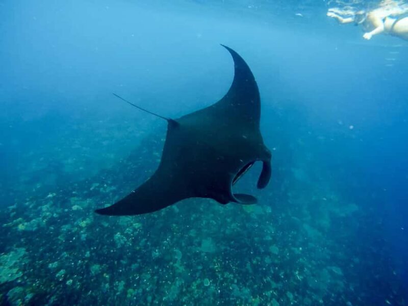 4 Spot Nusa Penida Snorkeling Manta Rays Reefs & 2 Hours Spa - The Itinerary in Detail