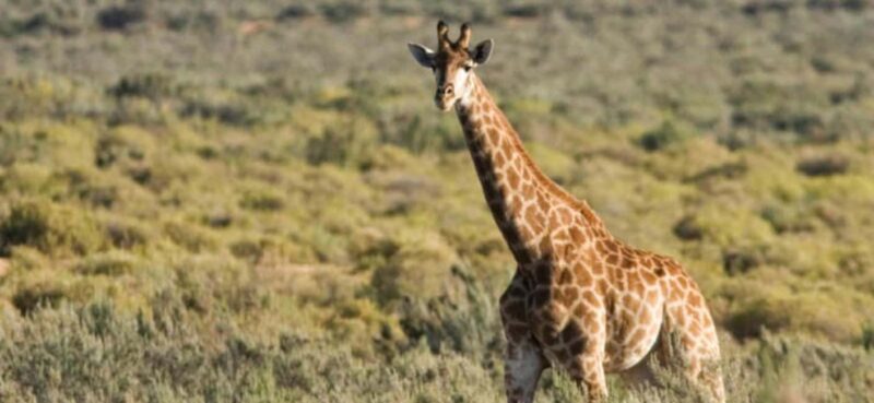 4 Star 5 Days Cape Town Package - Key Points