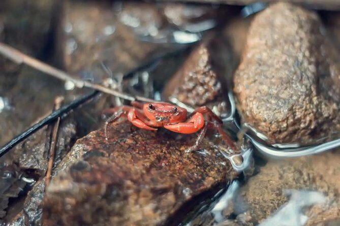 4-Waters Eco-Adventure Trip from Phuket Including Lunch - Why This Tour Works for You