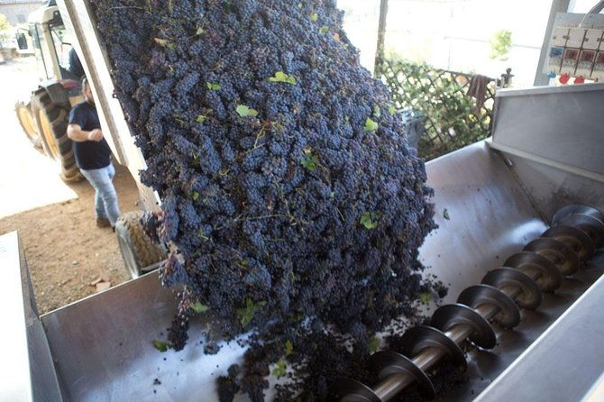 4-wines-tasting-with-2-tuscan-cheeses-tour-at-the-winery-2