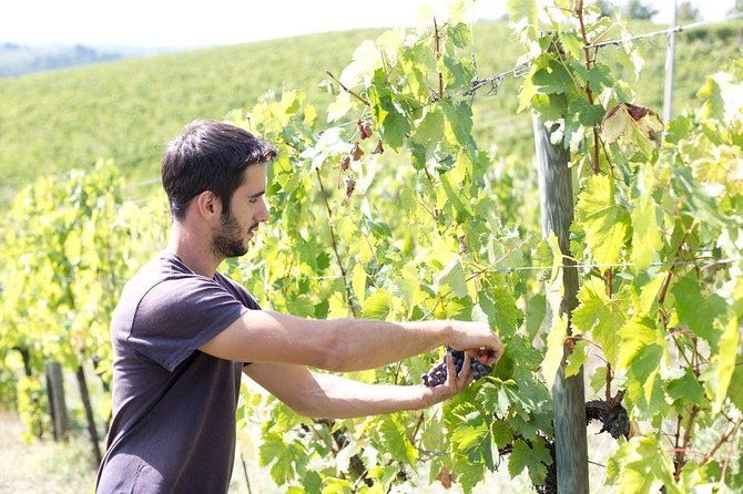 4-wines-tasting-with-2-tuscan-cheeses-tour-at-the-winery-2