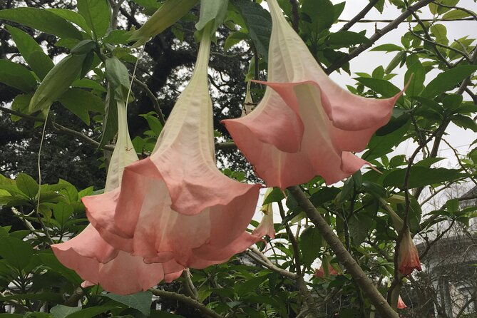 45-minute-highlights-of-the-garden-district