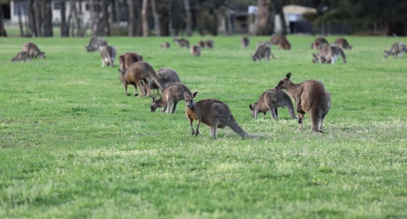 4D3N Best Bits Victoria Sightseeing Tour - Discover the Best of Victoria: A 4-Day Sightseeing Experience