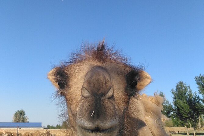 4D3N Huitengxile Grassland Wulanhada volcano Kubuqi Desert Tours - Who Would Love This Tour?