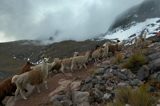 4d3n-llama-trek-to-machu-picchu-sacred-valley-journeys
