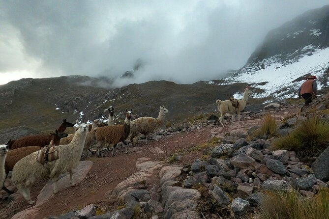 4d3n-llama-trek-to-machu-picchu-sacred-valley-journeys