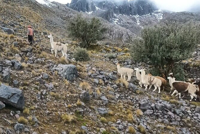 4d3n-llama-trek-to-machu-picchu-sacred-valley-journeys