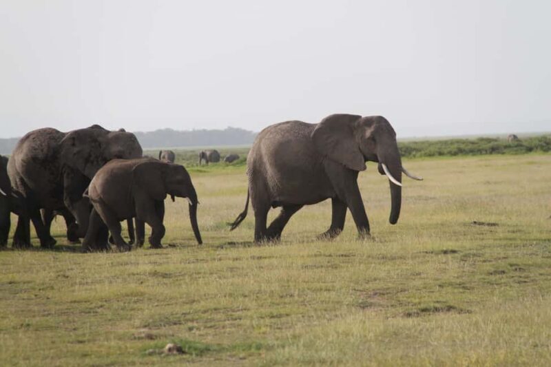 4Day Amboseli & Tsavo West Safari on 4X4 Land Cruiser Jeep - The Experience in Practice