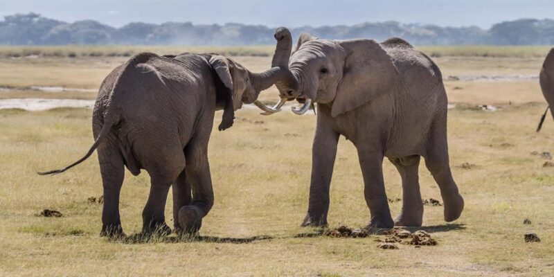 4Day Amboseli & Tsavo West Safari on 4X4 Land Cruiser Jeep - Final Thoughts: Who Is This Safari Best For?