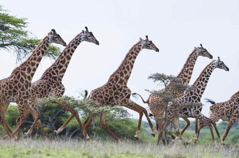 4Day Amboseli & Tsavo West Safari on 4X4 Land Cruiser Jeep - Final Words
