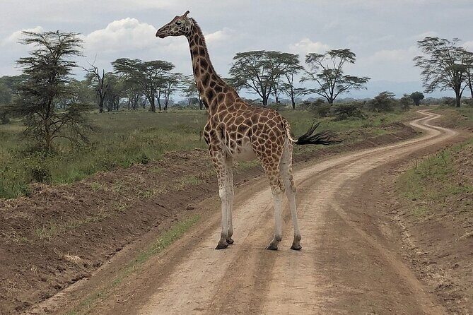 4day Maasai Mara, Lake Nakuru, and Lake Naivasha - Who Would Love This Tour?