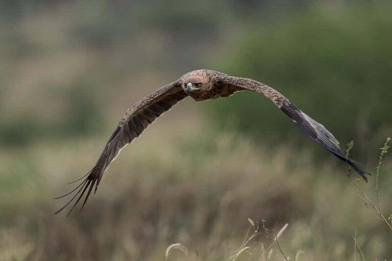 4Day Serengeti Migration MidRange Safari(Northern Serengeti) - Introduction