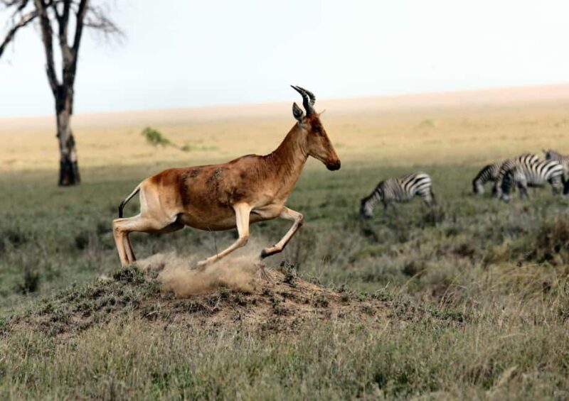 4Day Serengeti Migration MidRange Safari(Northern Serengeti) - Key Points