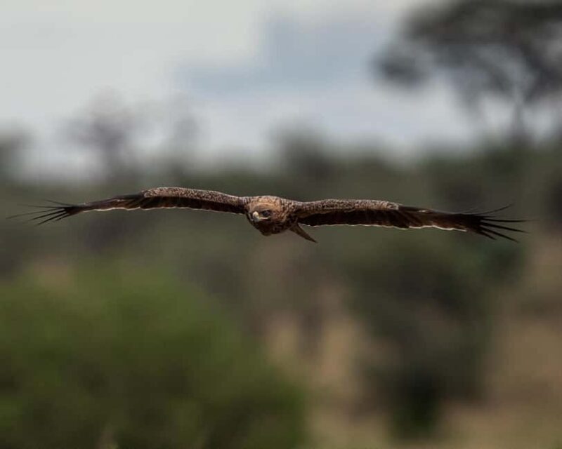 4Day Serengeti Migration MidRange Safari(Northern Serengeti) - The Value of This Safari