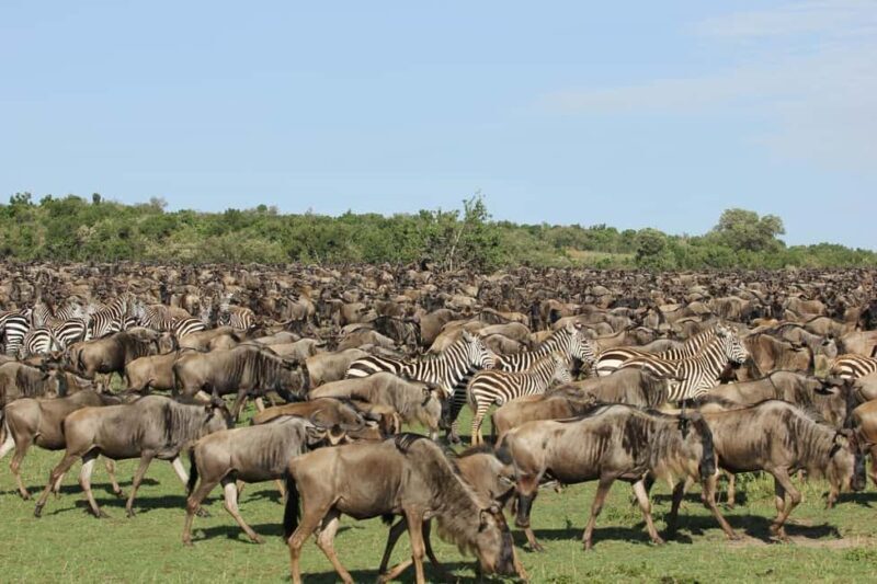 4Days Masai Mara and Lake Nakuru Safari on 4x4 Land Cruiser - The Itinerary in Detail