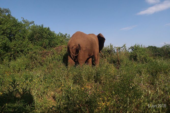 4day's Safari - An In-Depth Look at the 4-Day Tanzania Safari