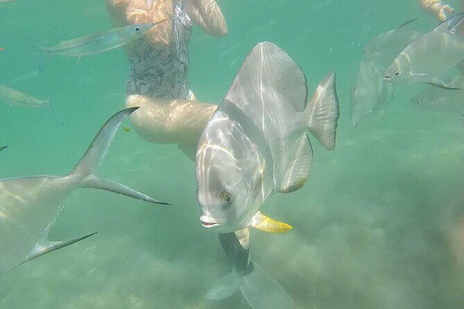 4H Snorkeling and Fishing Cruise on Magnetic Island - What Makes This Tour Stand Out