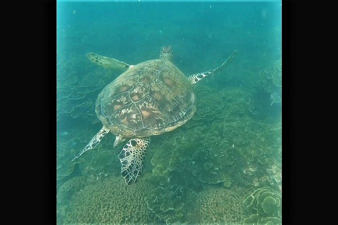 4H Snorkeling and Fishing Cruise on Magnetic Island - Why Choose This Cruise?