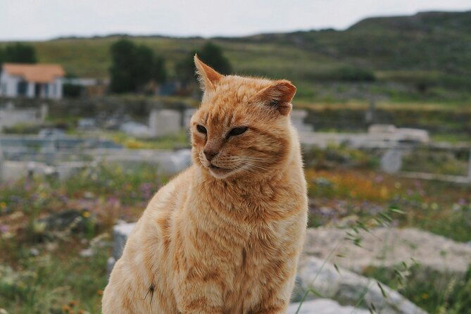 4hours-mykonos-adventure-walk-in-town-minivan-countryside-tour-2