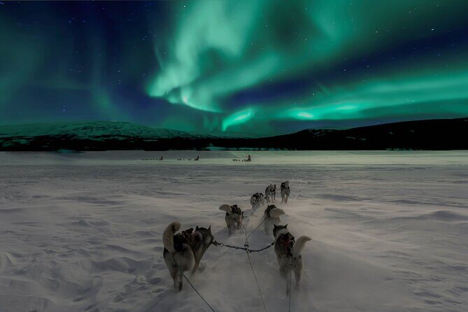 4hr Dog Sledding Tour under the Northern Lights - Authenticity and Ethical Considerations