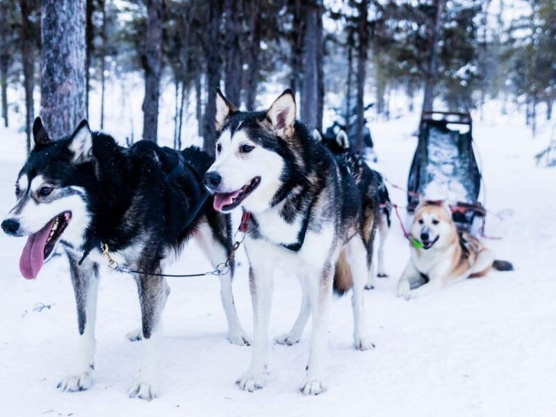 4hr-dog-sledding-trip-on-finnmarksvidda