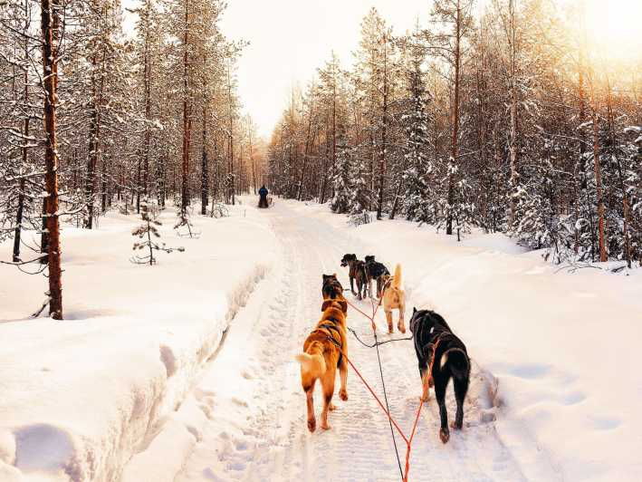 4hr-dog-sledding-trip-on-finnmarksvidda